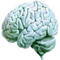 Cerebro humano